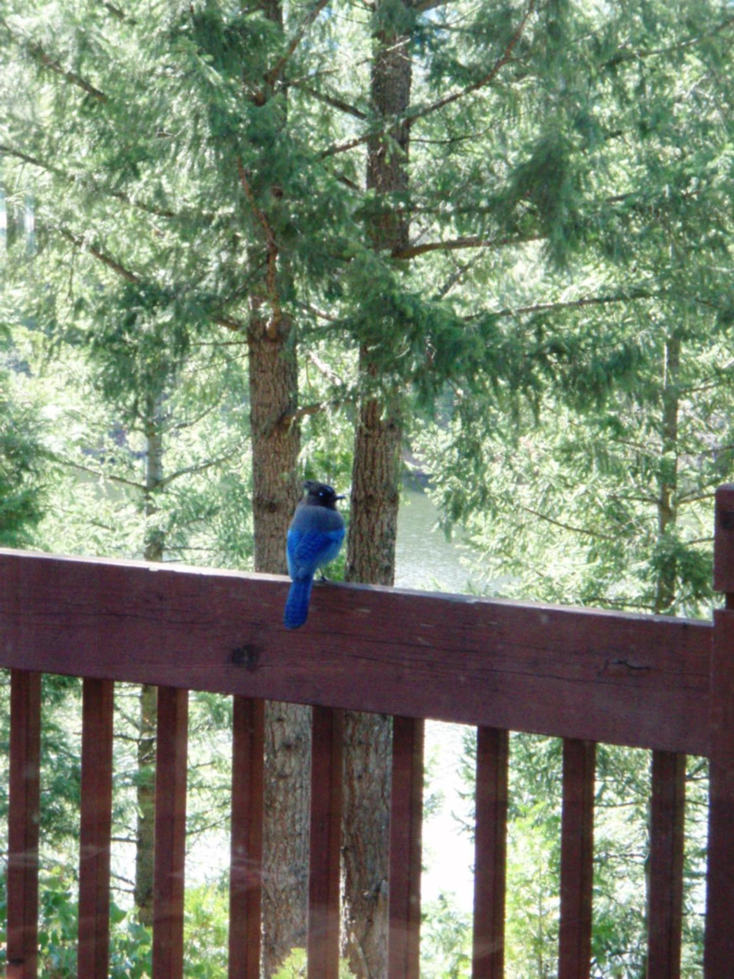 Resort Mount Shasta Resort Mount Shasta