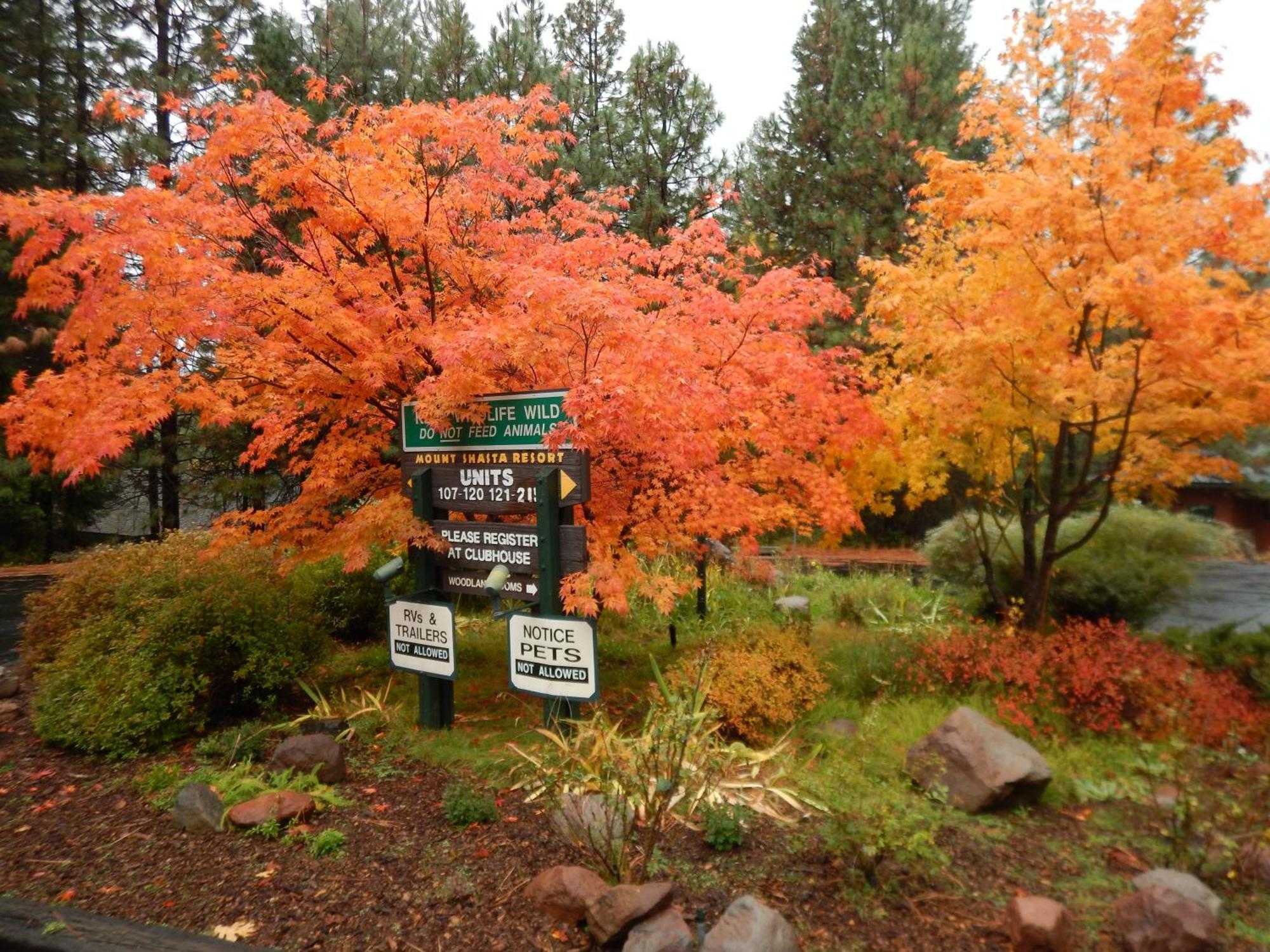 Mount Shasta Resort Mount Shasta